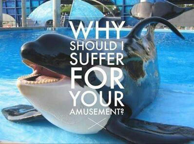 SeaWorld to End Orca Capivity