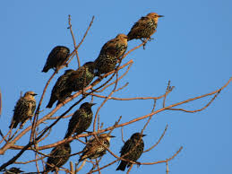 Million of Birds Have Vanished in North America — An Environmental Crisis