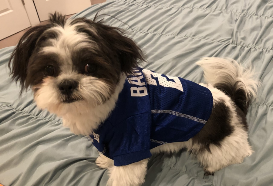 Barkley likes to support his favorite sports team. Who let the dogs out? 