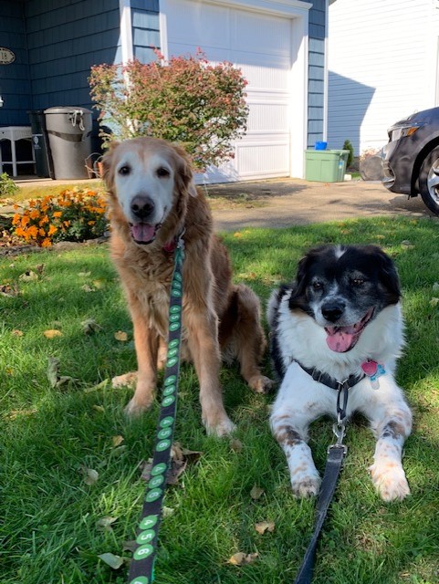 The Montalti pets! Molly is the one on the left, sitting. Bentley, the narrator of the article, is resting on the lawn. 